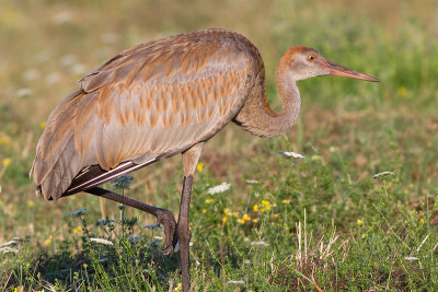 sandhill crane colt 92