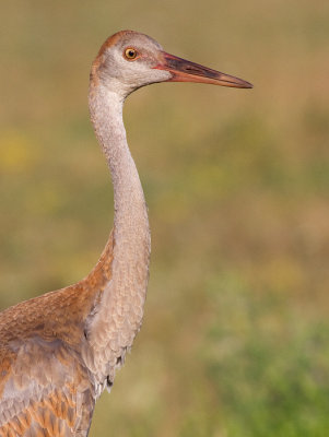 sandhill crane colt 93