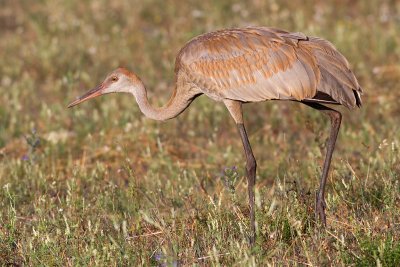 sandhill crane colt 94