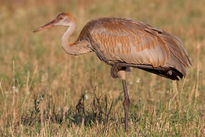 sandhill crane colt 99