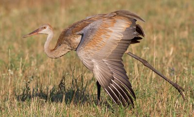 sandhill crane colt 103