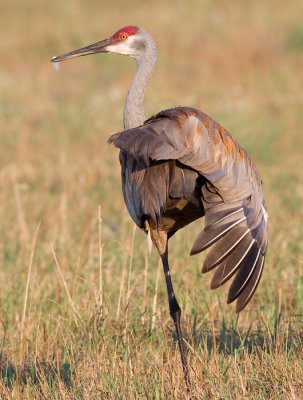 sandhill crane 139