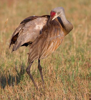 sandhill crane 146