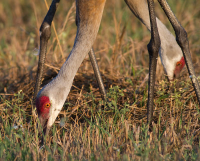 sandhill crane 153