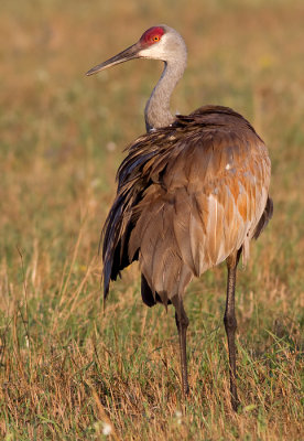 sandhill crane 154