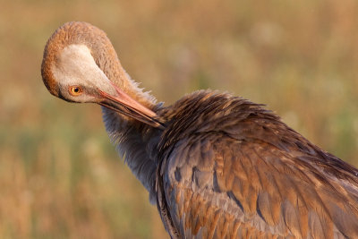 sandhill crane colt 108