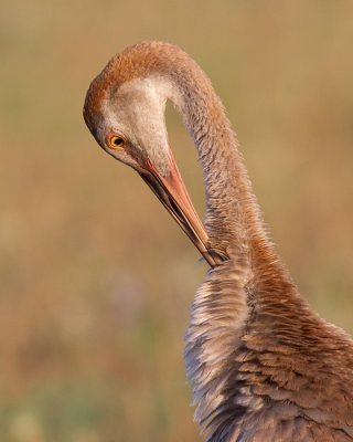 sandhill crane colt 109