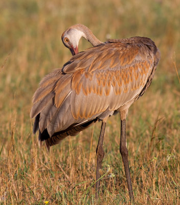 sandhill crane colt 111