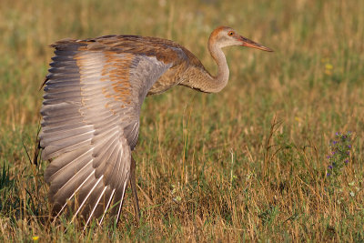 sandhill crane colt 114