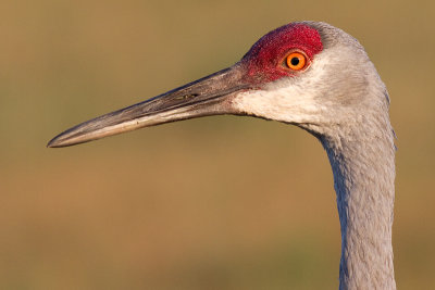 sandhill crane 159