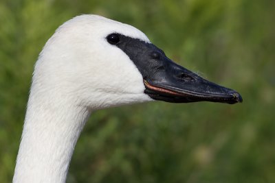 trumpeter swan 14