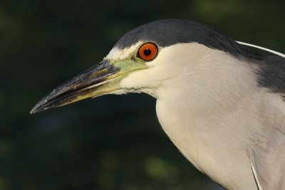 black-crowned night heron 208