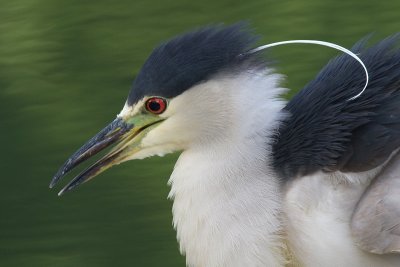 black-crowned night heron 209