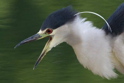 black-crowned night heron 210