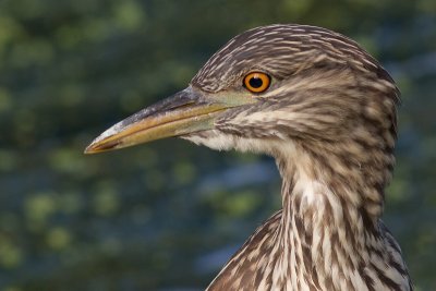 juvenile black-crowned night heron 386