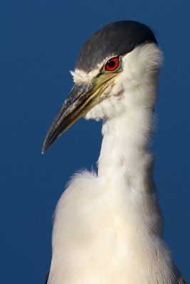 black-crowned night heron 214
