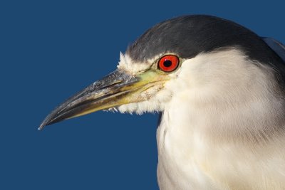 black-crowned night heron 215