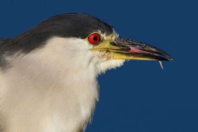 black-crowned night heron 217