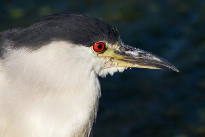 black-crowned night heron 218