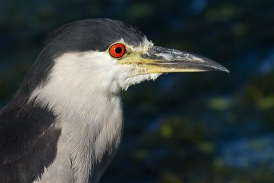 black-crowned night heron 219
