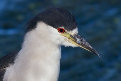 black-crowned night heron 220