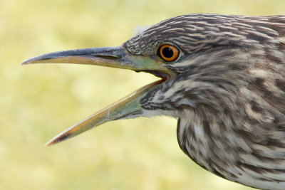 juvenile black-crowned night heron 388