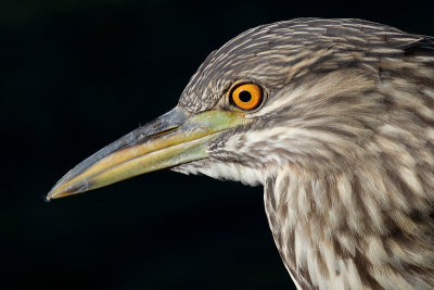 juvenile black-crowned night heron 391