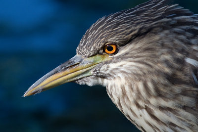 juvenile black-crowned night heron 392