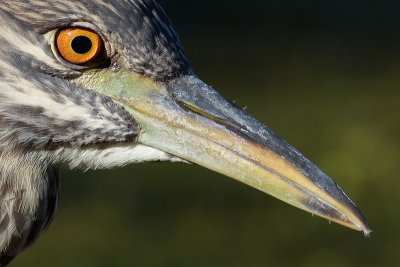 juvenile black-crowned night heron 393