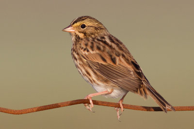 savannah sparrow 65