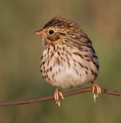 savannah sparrow juvenile 8