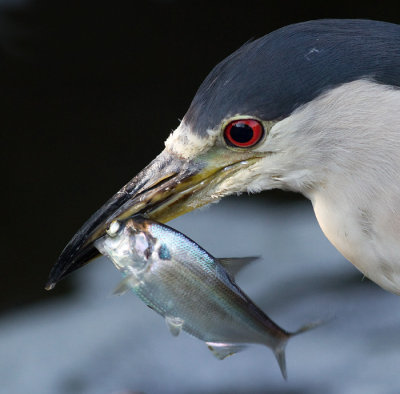 black-crowned night heron 223