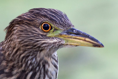 juvenile black-crowned night heron 397