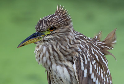 juvenile black-crowned night heron 403