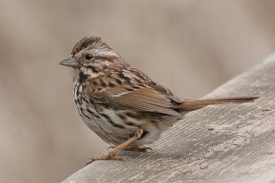 song sparrow 32