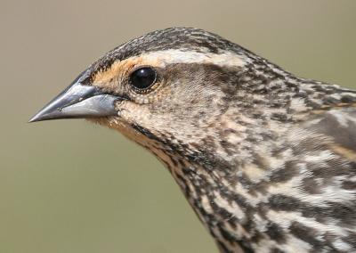 red winged blackbird 28