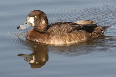 Greater Scaup-female