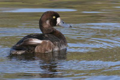 greater scaup 30