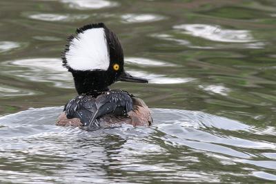 hooded merganser 92