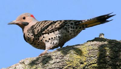 northern flicker 19