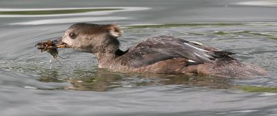 hooded merganser 121