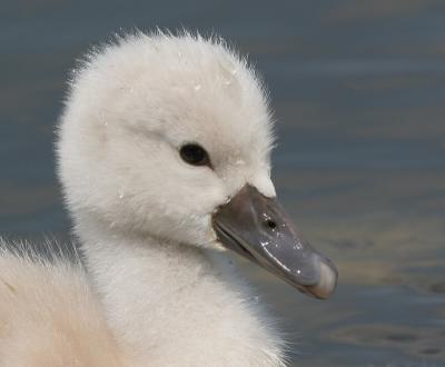 mute swan - cygnet 9