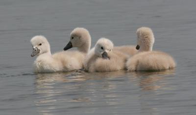 mute swan - cygnet 12