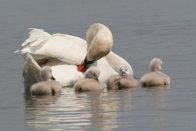 Mute swan and cygnets
