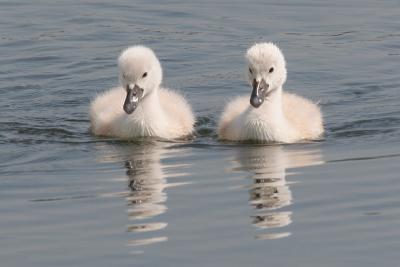 mute swan - cygnet 2