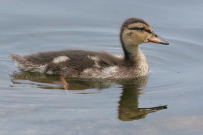duckling 1