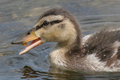 duckling 6