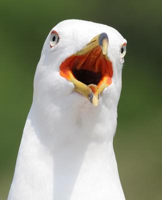 Ring-billed Gull