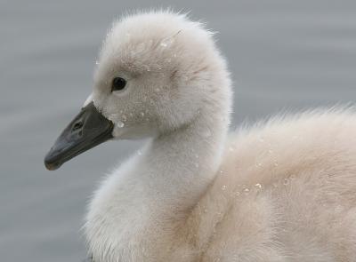 mute swan - cygnet 15