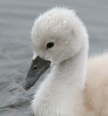 mute swan - cygnet 17